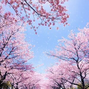 Cherry blossoms in spring park, travel destination
