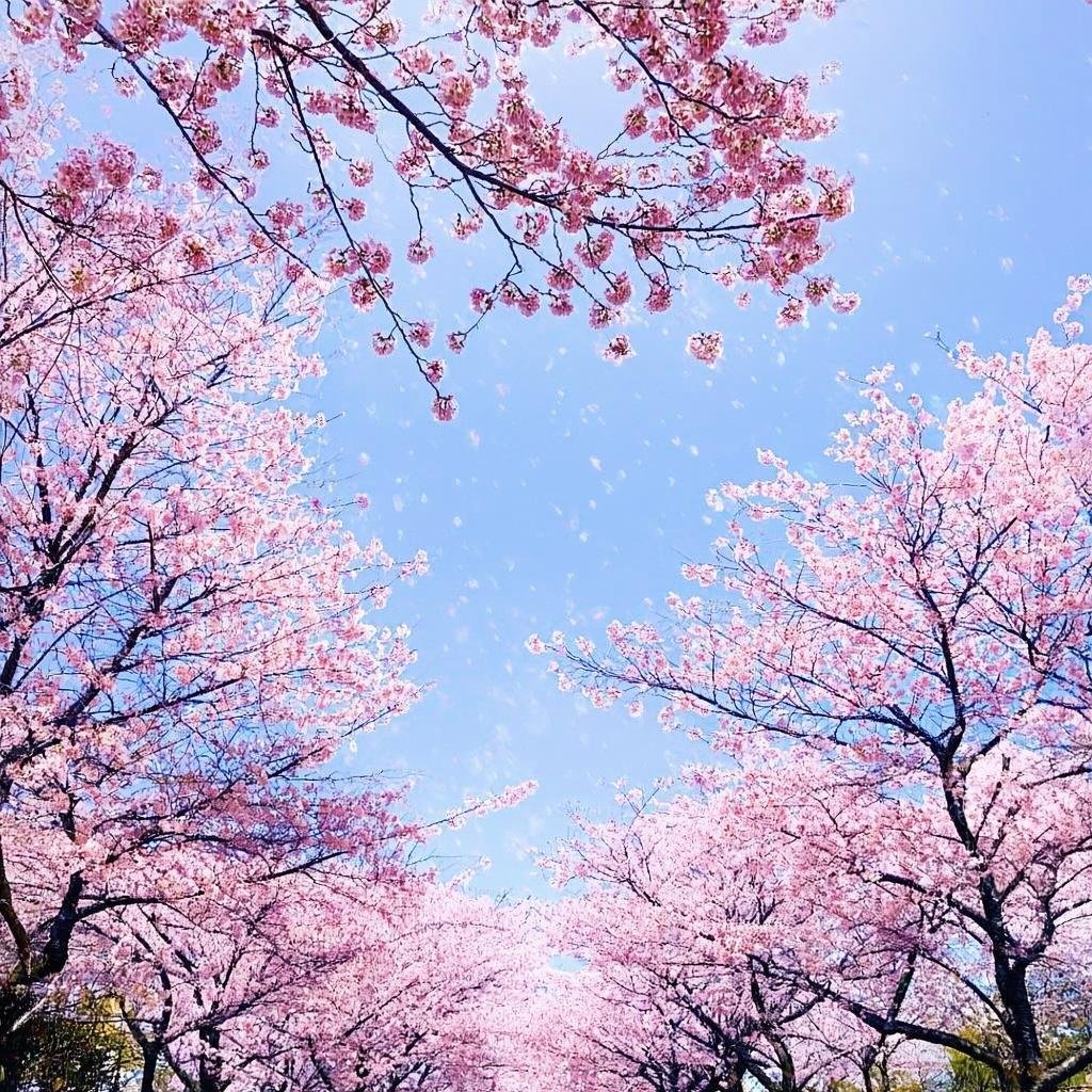 Cherry blossoms in spring park, travel destination